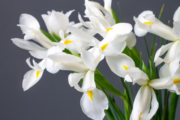 white irises flowers on a gray decorative background