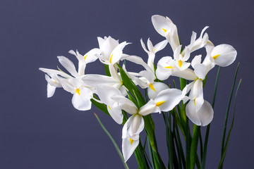 white irises flowers on a decorative background