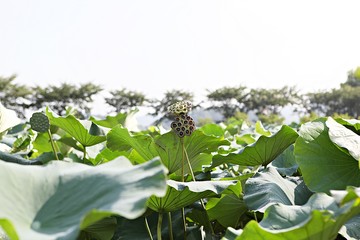 안산에있는관곡지입니다