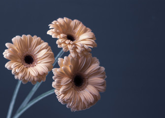 fresh gently pink cream gerbera flowers on a decorative gray background