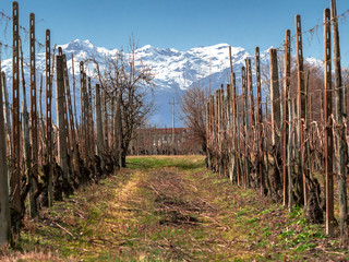 Obraz premium the rows of a vineyard in the Piedmont countryside with the snowy mountains in the background and a beautiful blue sky