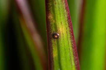 caterpillar on leaf