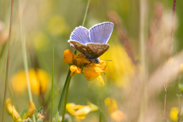 A close up view of a common blue butterfly on a vibrant yellow flower