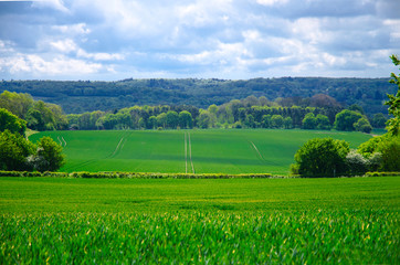 Summer green landscape in British countryside. A vibrant  summer landscape in England. Lush green fields of barley growing in the English countryside. Farmland View, UK. 