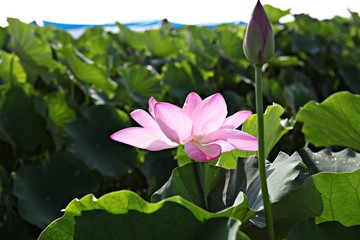 안산에있는관곡지입니다