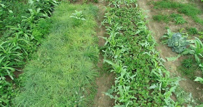 Aerial view of spring vegetable garden  