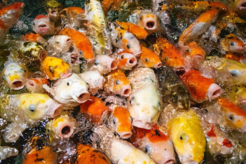 Koi carp crowding together competing for food. Many koi carp.