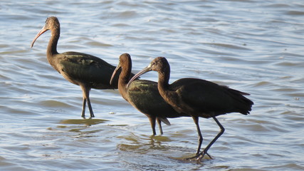 glossy IBIS