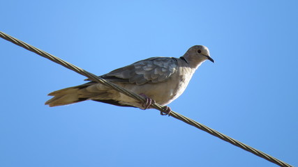 turtledove on the wires
