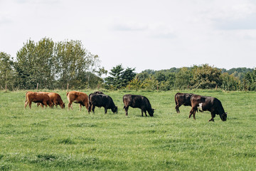 Fototapeta premium Group of cows grazing on a green meadow. Cows graze on the farm