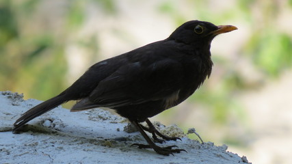 black thrush