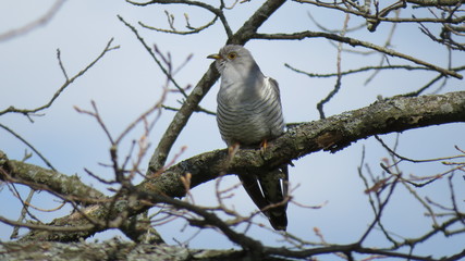 cuckoo
