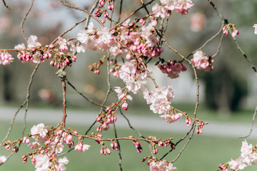 Branches of a flowering Apple tree close-up.