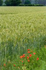 poppies on a background of field of barley