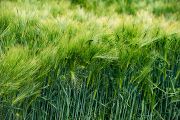 Young green barley growing in the field