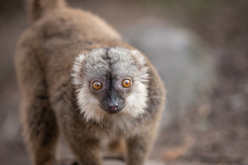 Lemur marron macho mirando a cámara (Eulemur albifrons)