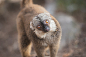 Lemur marron macho mirando a cámara (Eulemur albifrons)