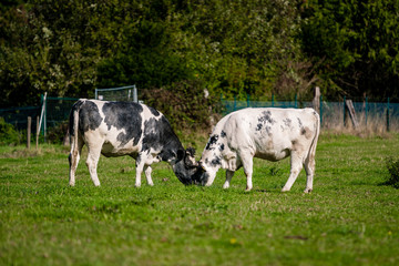 Naklejka na ściany i meble cows in a grassy field on a bright and sunny day