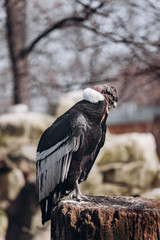 Andean condor sits on an old log cabin tree