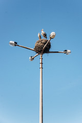 Storks nest on a lamppost in the private sector