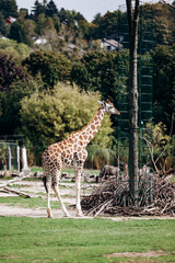 Giraffe walks in nature among the trees in summer