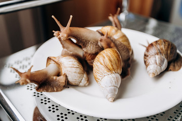 Live snails on a white plate ready to cook