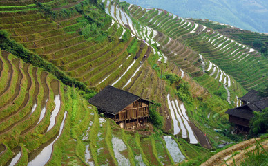 Rizières