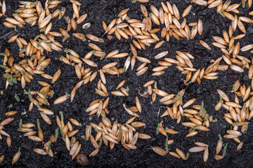 Sprouted oat seeds on the ground, top view. Fresh oat sprouts close up.