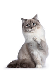 Obraz premium Śliczna kotka Neva Masquerade siedząca z przodu. Patrząc w kierunku aparatu z jasnoniebieskimi oczami. Pojedynczo na białym tle. Jedna łapa figlarna w powietrzu.