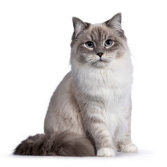 Pretty Neva Masquerade cat sitting frontal. Looking towards camera with light blue eyes. Isolated...
