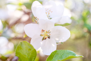 blooming apple tree in spring