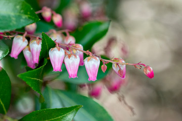 Flowers of Japanese Andromeda (Pieris japonica subsp. japonica) in Japan in winter season