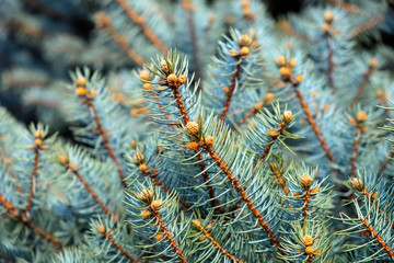 Blue spruce branches background. Christmas tree. Fir tree branch close up. Selective focus. Fluffy fir tree brunch close up. Copy space.