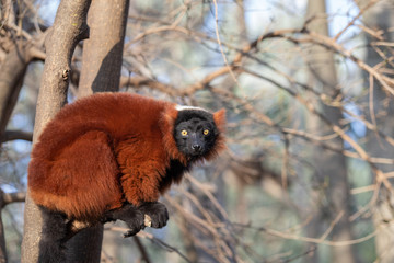 El lémur rufo rojo (Varecia rubra) es una de las dos especies del género Varecia