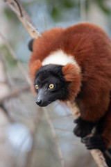El lémur rufo rojo (Varecia rubra) es una de las dos especies del género Varecia