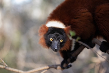 El lémur rufo rojo (Varecia rubra) es una de las dos especies del género Varecia