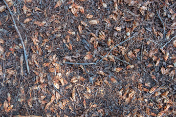 Ground surface in a forest with dried leaves, twigs and pine needles on it.