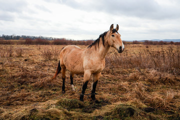 A brown horse stands in a field. Cloudy weather. Ukrainian Carpathian Mountains.
