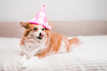 Concept for birthday, celebration. Ginger dog lies on the bed in a festive cap