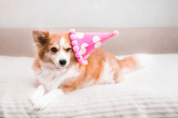 Concept for birthday, celebration. Ginger dog lies on the bed in a festive cap