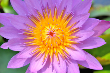 Fototapeta premium lotus flower background