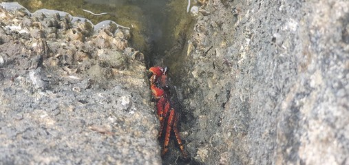 crab on a rock