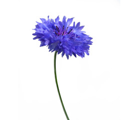 single blue cornflower