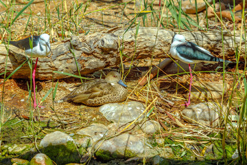 Two Black-winged stilt, Himantopus himantopus, and one Australian Widgeon, Mareca penelope, resting...