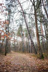 Moss in the forest after rain. Ukrainian Carpathian Mountains.