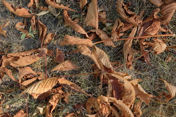 Dryed yellow chestnut leaves on the ground, background. Autumn background.
