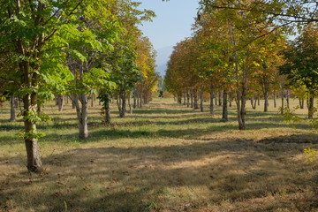 Naklejka premium Autumn park in sunny day. Yellow foliage on trees and ground.