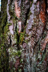 Moss in the forest after rain. Ukrainian Carpathian Mountains.
