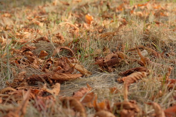 Dryed yellow chestnut leaves on the ground, background. Autumn background.