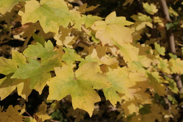 Yellow green maple leaves. Autumn background. Last warm days.